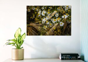 Karikakrad rukkipõllul - Fotoposter