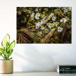 Karikakrad rukkipõllul - Fotoposter