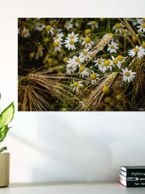 Karikakrad rukkipõllul - Fotoposter